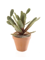 Zygocactus bush 27cm groen/bruin in terracotta pot 11cm
